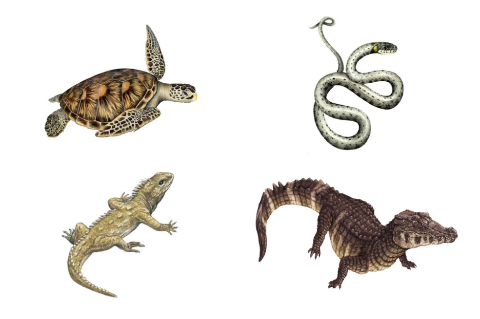 Estos son los reptiles más amenazados del país