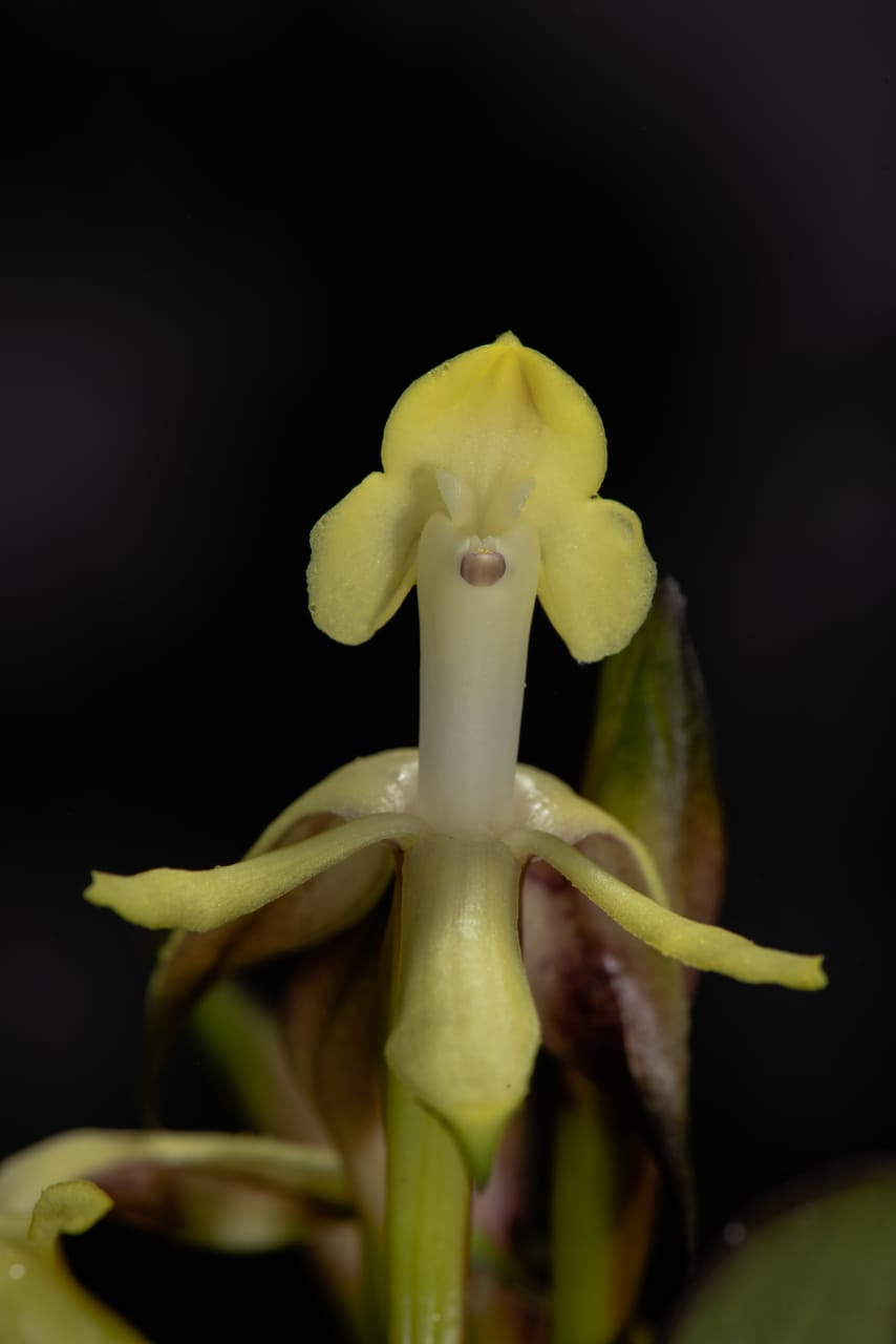 Orquídeas descubiertas
