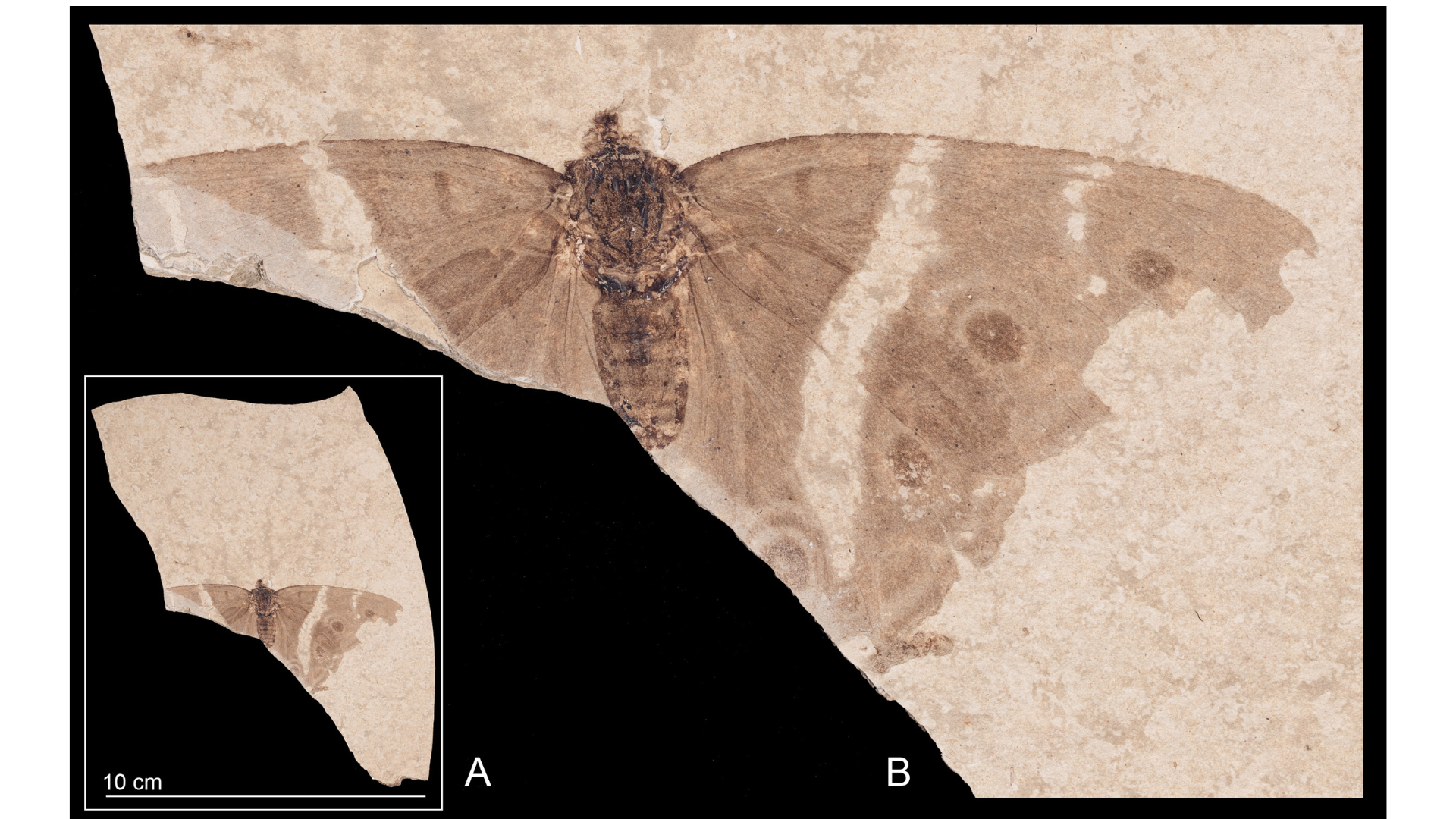 Un fósil de hace más de 28 millones de años revela la mariposa emperador más antigua