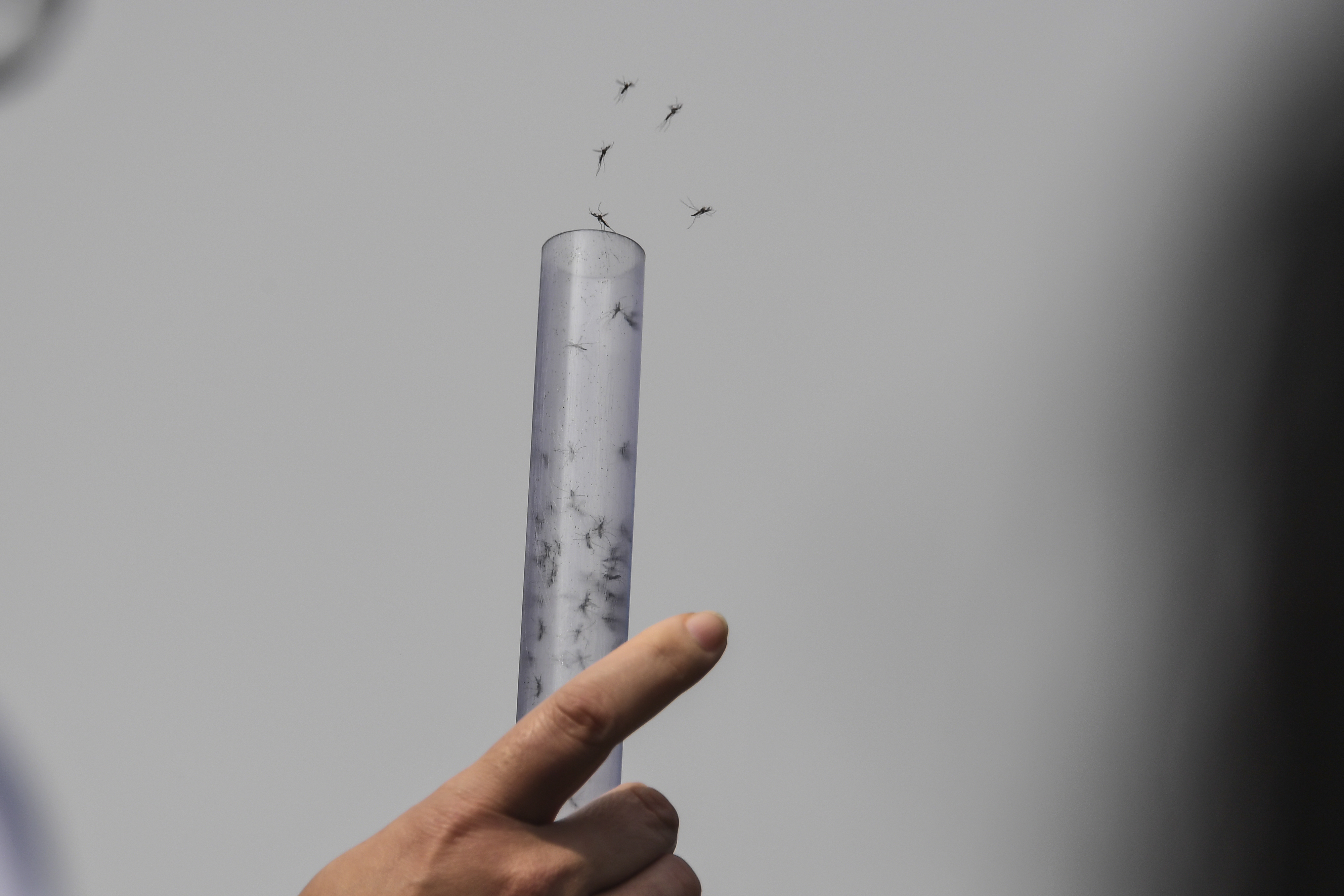 EE.UU. combatirá el dengue con 750 millones de mosquitos modificados genéticamente