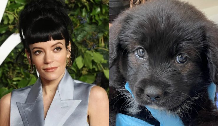 “Arruinó mi vida”: Lily Allen devolvió a perrita adoptada por morder su pasaporte