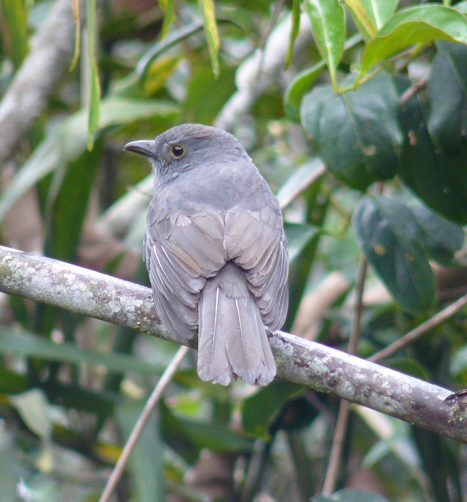 Foto: David Ángel Vasco / iNaturalist.org