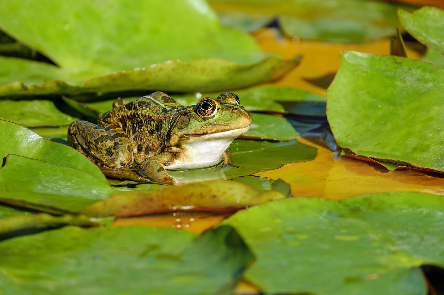 Descubren nuevas especies de rana en Perú