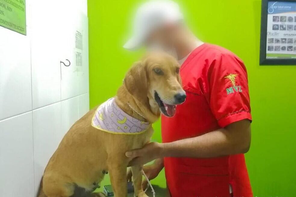 Sentencian a prisión a dos hombres que habían maltratado gravemente a su mascota