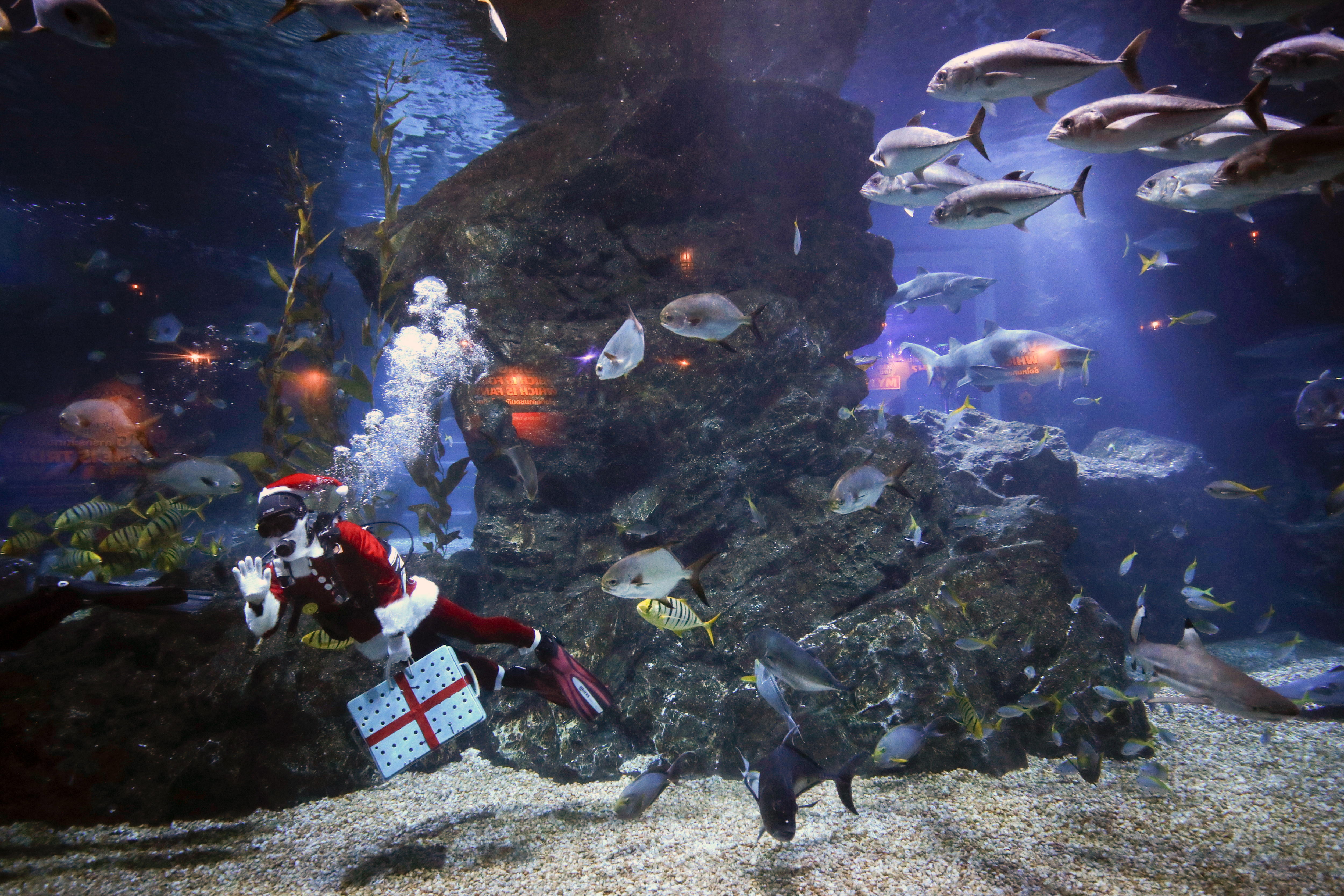 En fotos: ¿Cómo se vive la Navidad en el mundo?