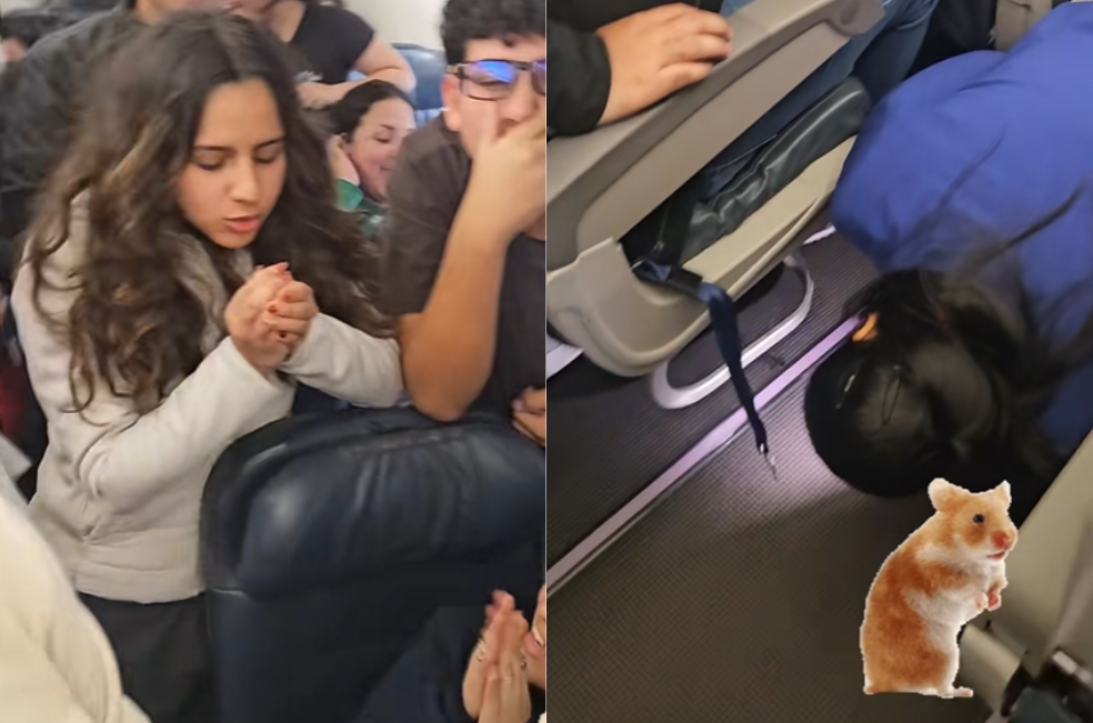 Un hámster escapó de su dueña en pleno vuelo de LATAM y generó caos: “Increíble”