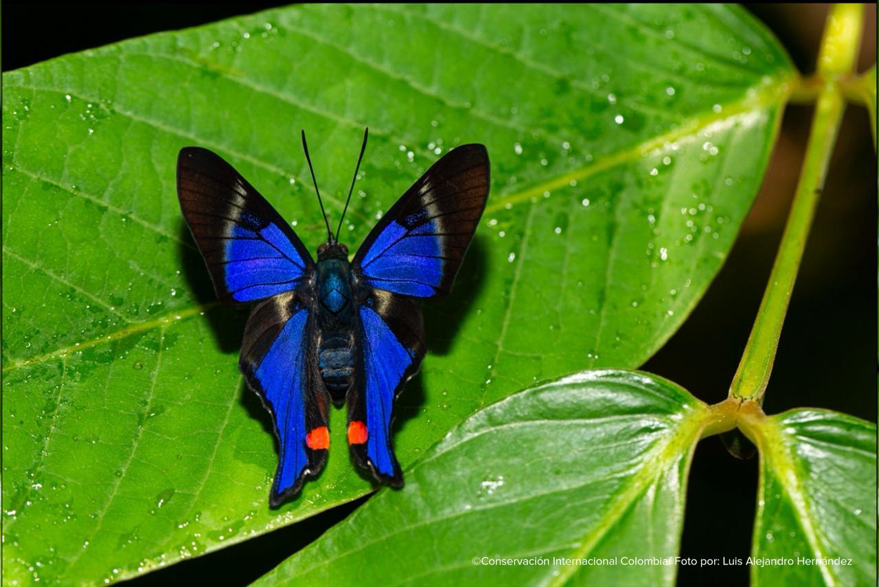 Mariposas.
