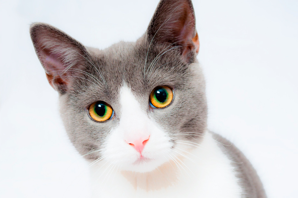 9 curiosidades y datos que desconocías de los gatos