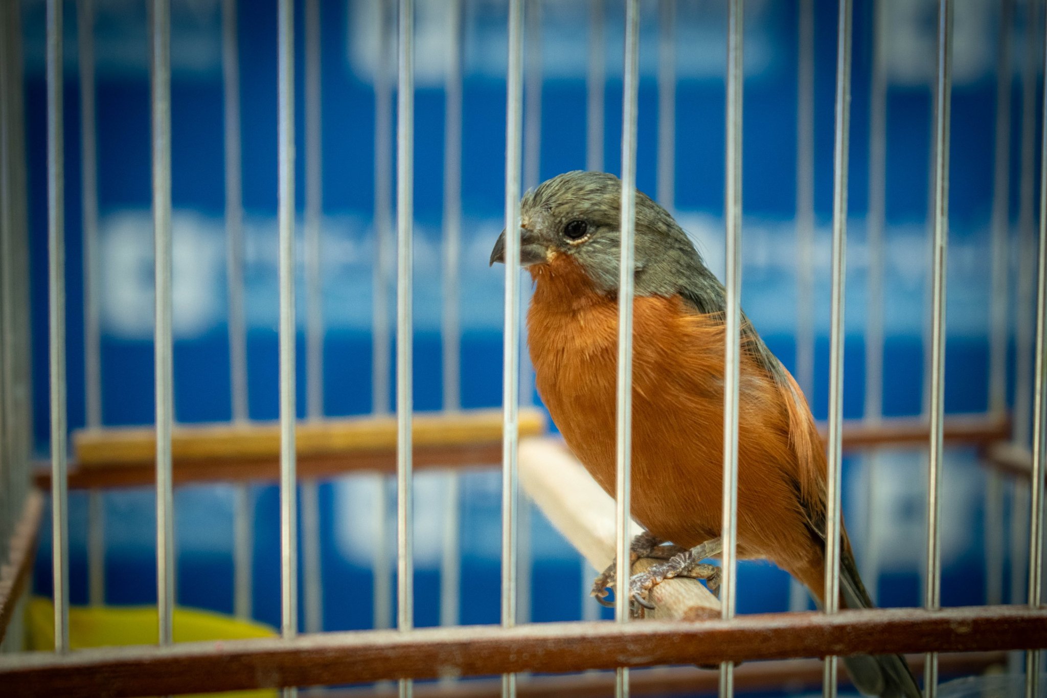 Antioquia: rescatan 19 aves silvestres que se encontraban enjauladas en una casa