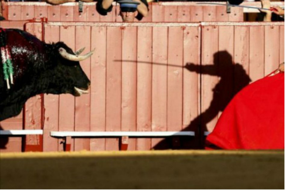 «¿Por qué no garantizan derechos de todos los animales?»: autora de demanda contra corridas de toros
