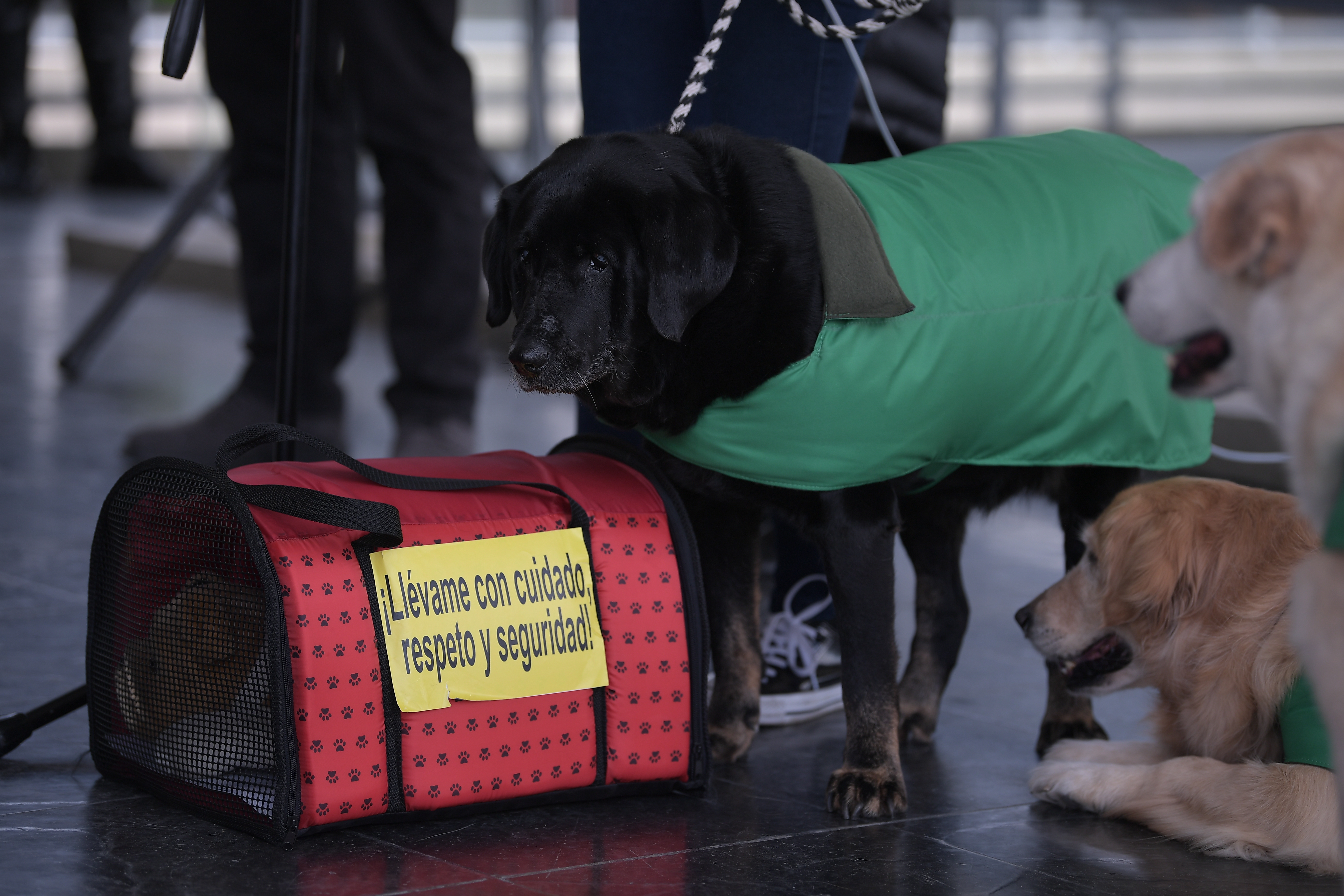 Este proyecto busca que animales de compañía no viajen en bodegas de avión