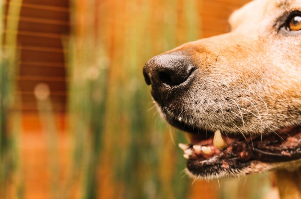 Perro ladrando