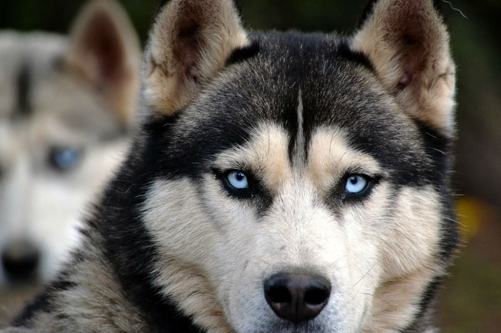 Peter Dinklage pide responsabilidad a fans de «Game of Thrones» que compran huskies
