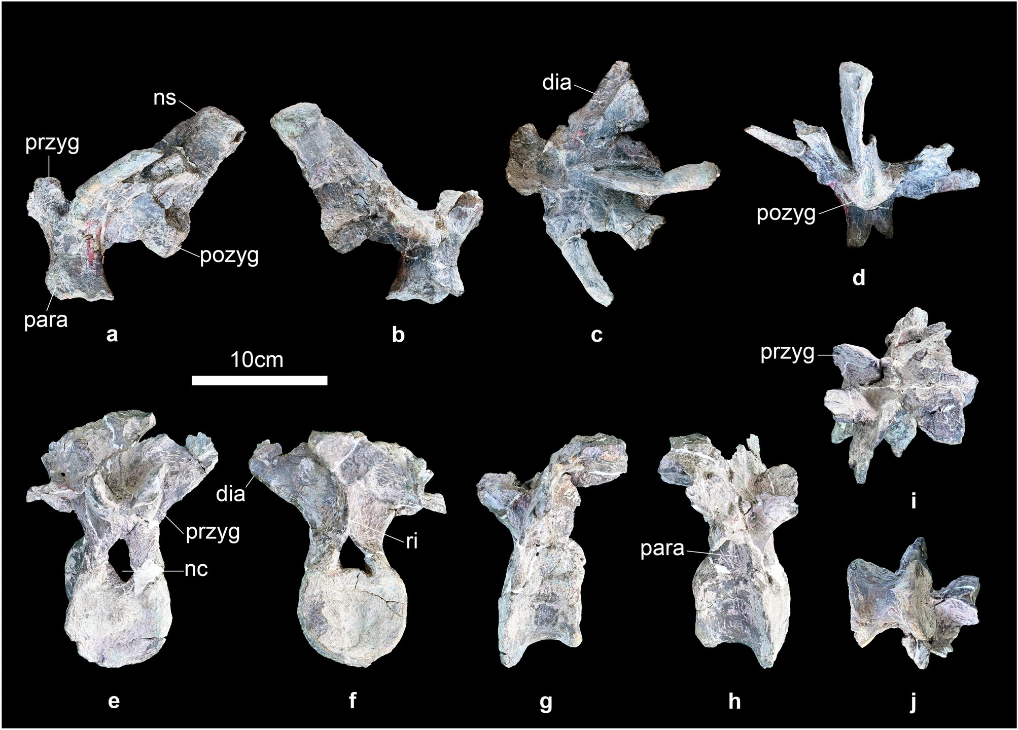 Descubren nueva especie de dinosaurio, con características inusuales para su género