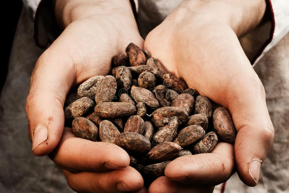 Semillas de cacao / dreamstime.com