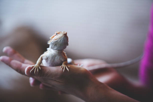Dragones domésticos y su conexión con una rara  cepa de Salmonella en EE. UU.