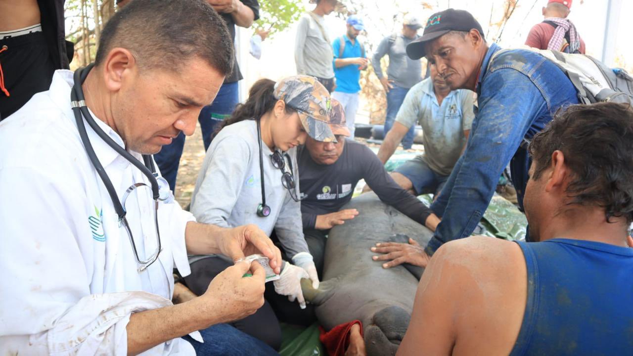 Rescataron tres manatíes en el Magdalena Medio, afectados por bajos niveles de agua