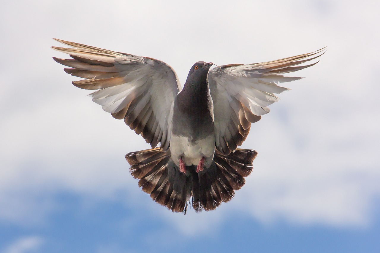 Millonaria multa: esto debería pagar si alimenta palomas y otros animales en Hong Kong
