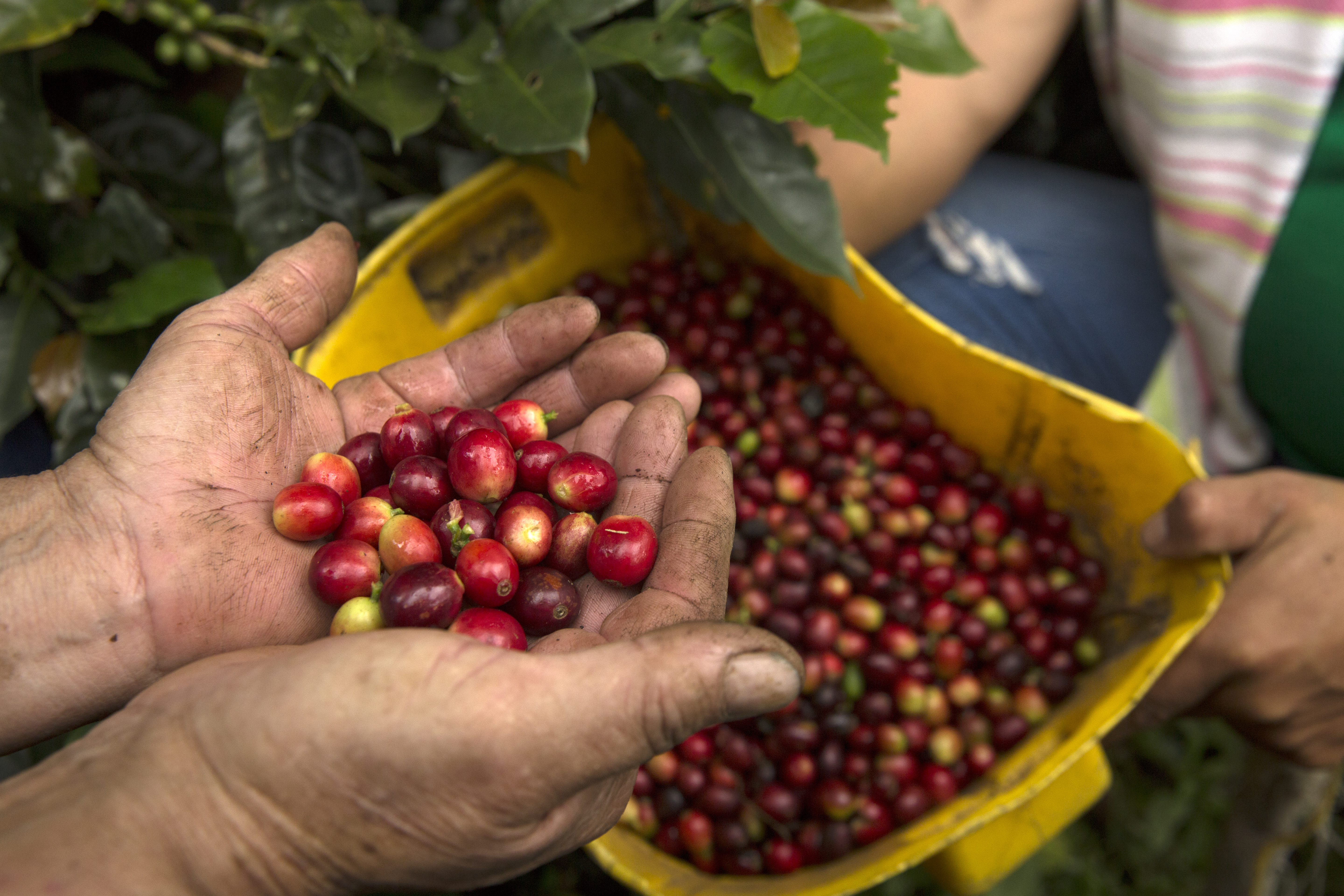 Gobierno prorroga por cinco meses la administración del Fondo Nacional del Café