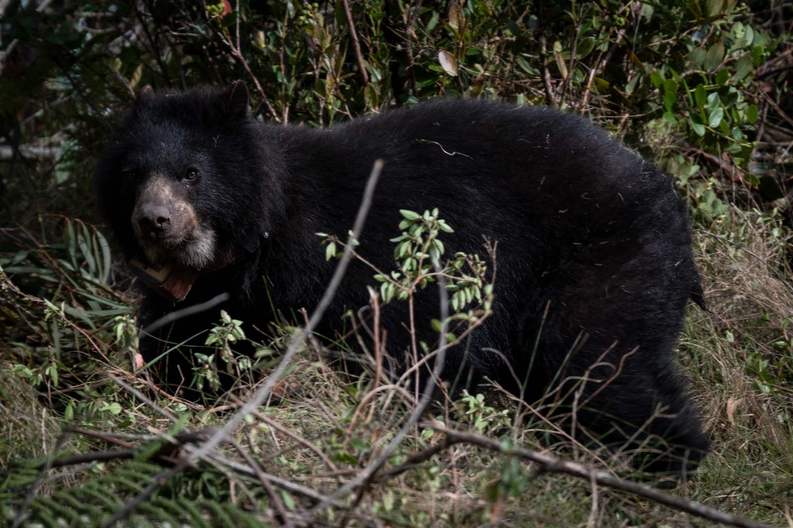 Estos son los animales silvestres emblemáticos más amenazados en Colombia