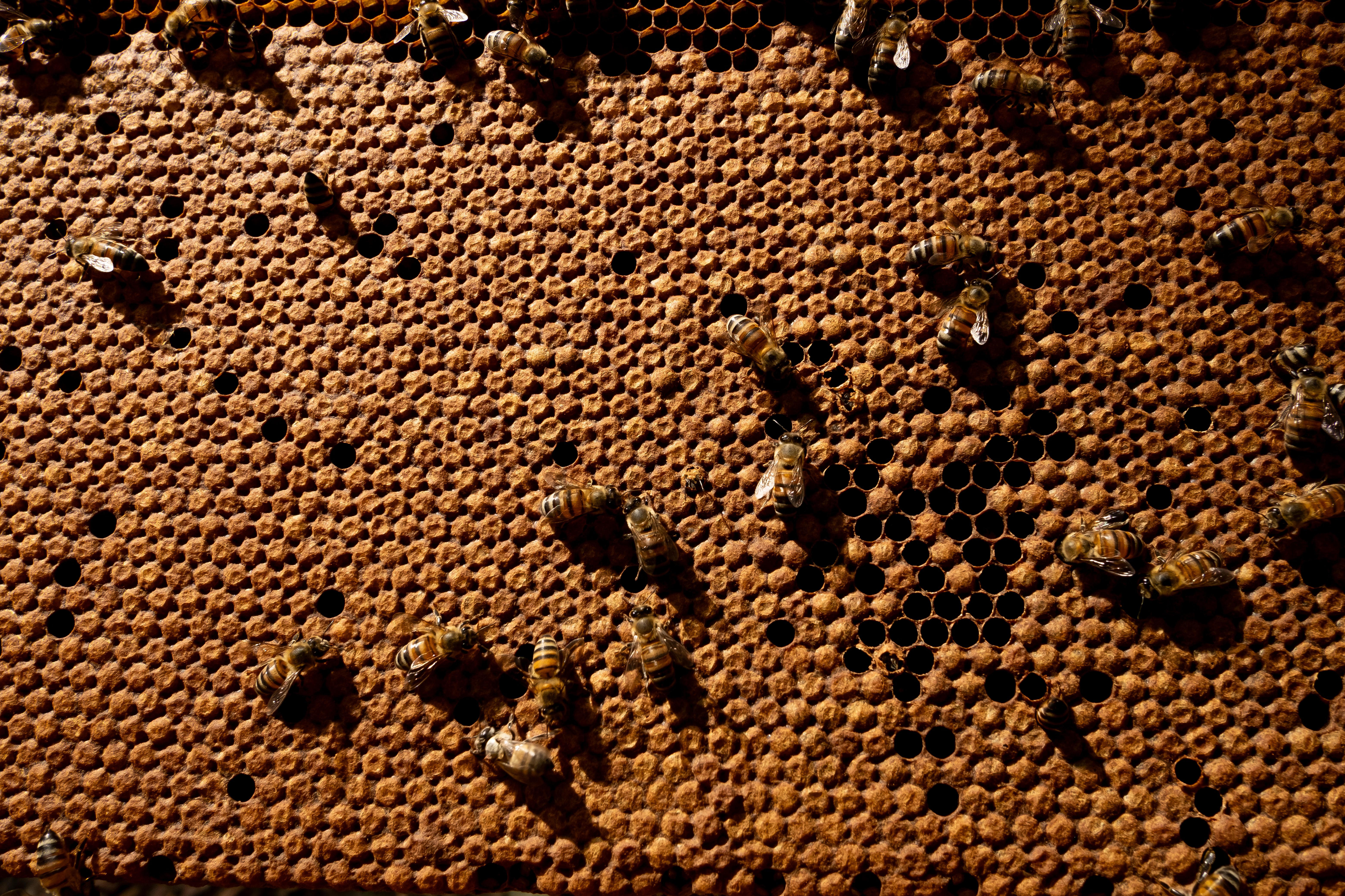 COP16: Así es como el rescate de abejas en riesgo ayuda a cerrar heridas de la guerra