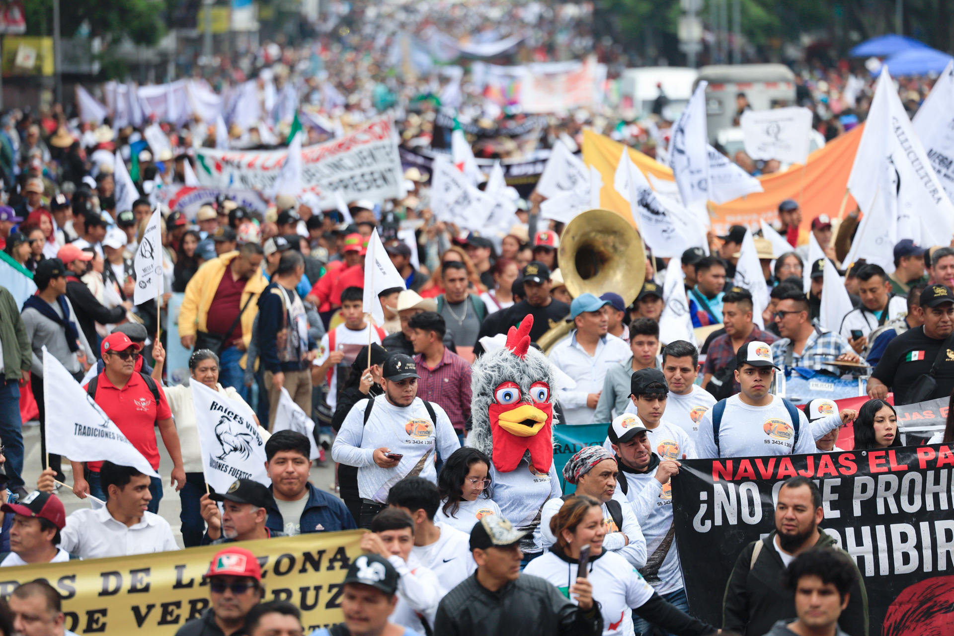 “El gallo nace para pelear”: mexicanos marcharon en defensa de esta tradición