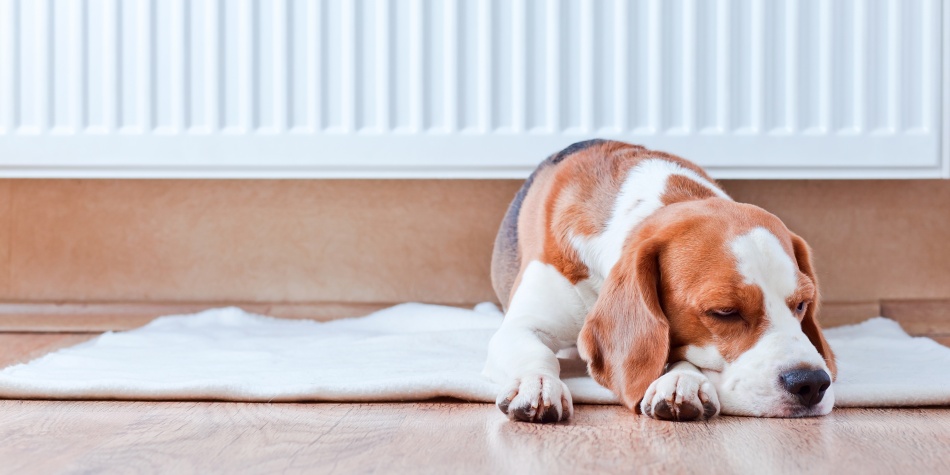 Furbo, la cámara interactiva para cuidar a tu perro y jugar con él cuando no estás en casa
