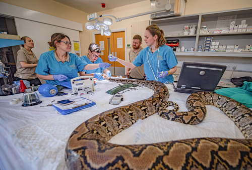 Esta serpiente de 4.5 metros es la primera en recibir tratamiento pionero contra el cáncer