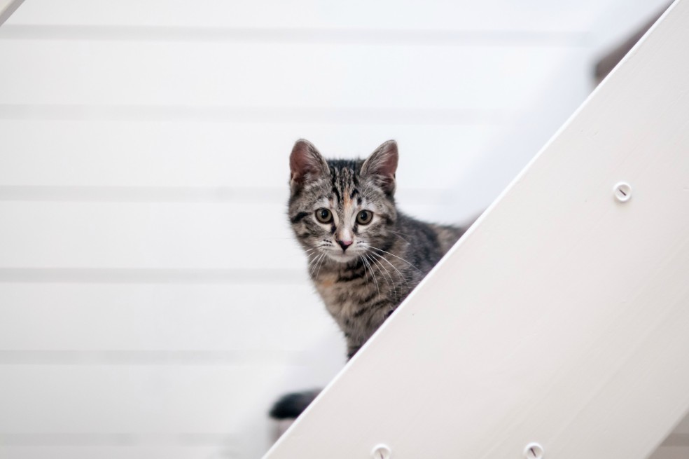 Atrapan en cárcel de Costa Rica gatos entrenados para llevar celulares a reos