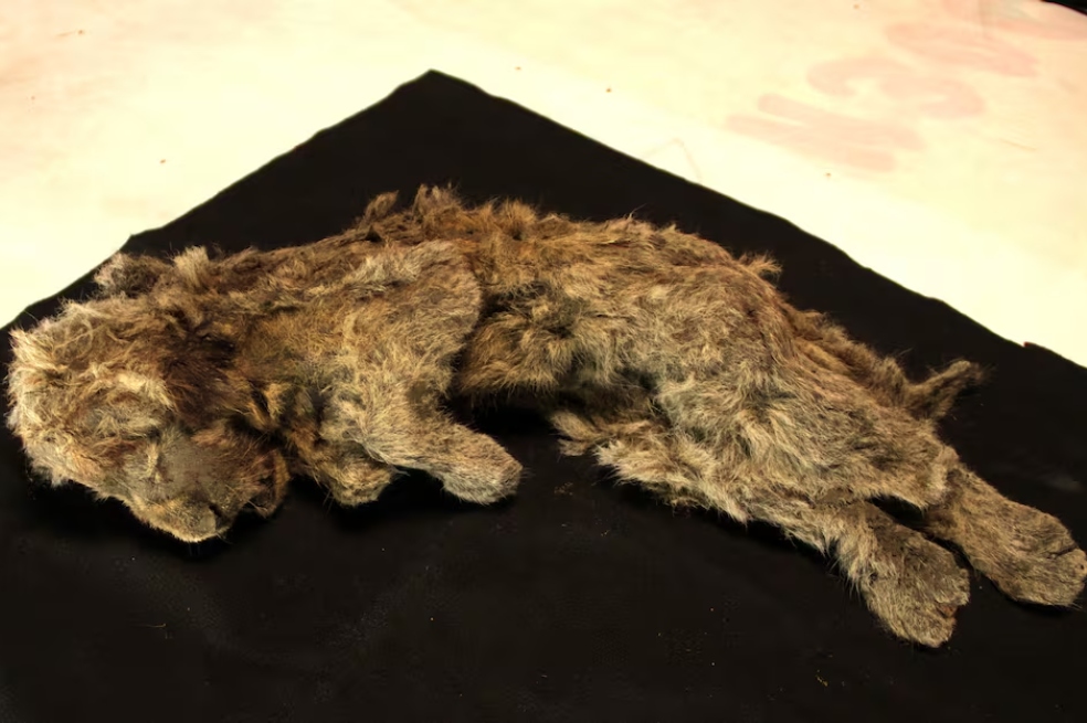 El ADN reescribe la historia del león de las cavernas: no era una versión del león moderno