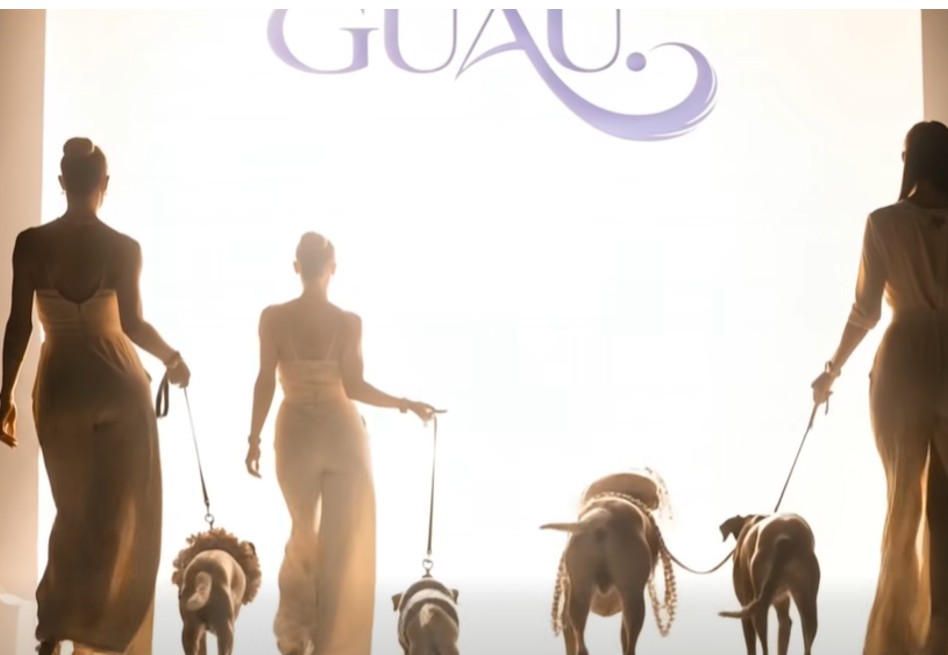 La pasarela de moda en Barranquilla que transforma la adopción de perros rescatados