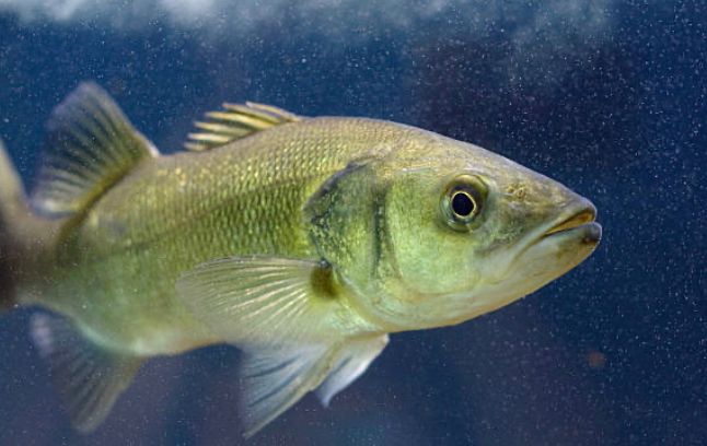 Los pesticidas, al parecer, reducirían drásticamente la esperanza de vida de los peces