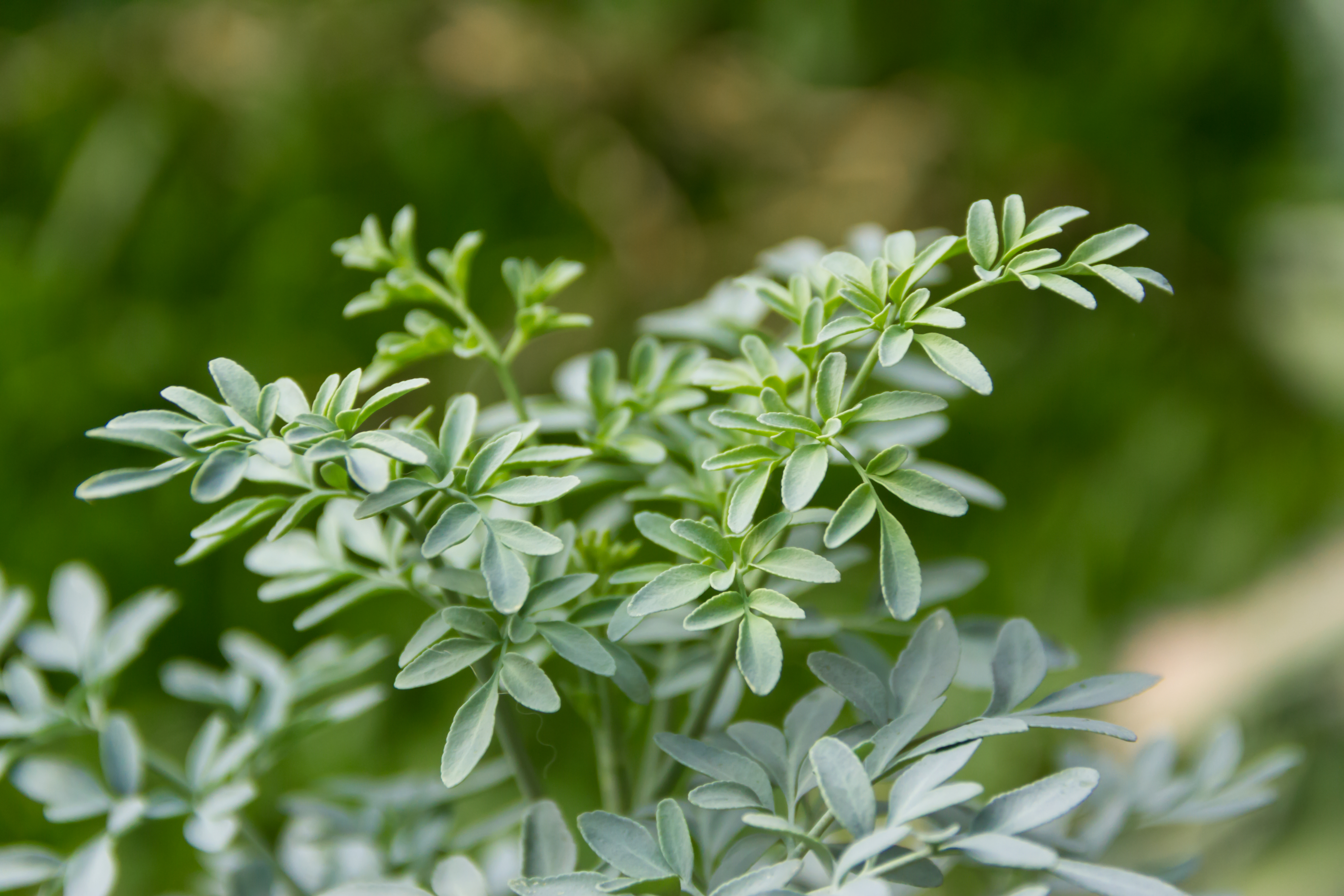 ¿Ruda macho o hembra? El mito popular sobre esta planta hermafrodita