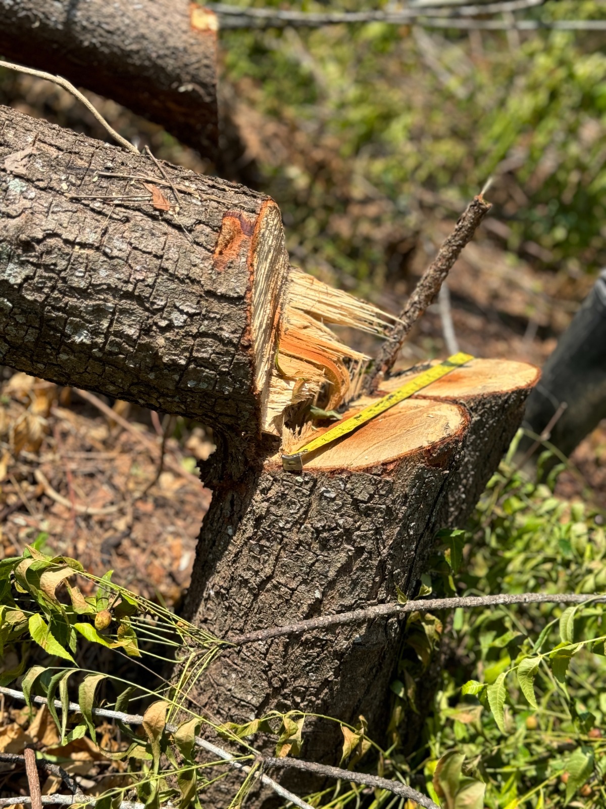 Dura sanción a particulares por tala de 21 árboles en San Juan de Río Seco