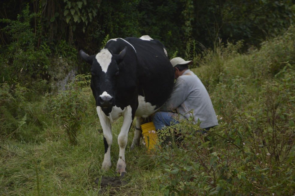 Firmantes de paz son beneficiados con entrega de tierras