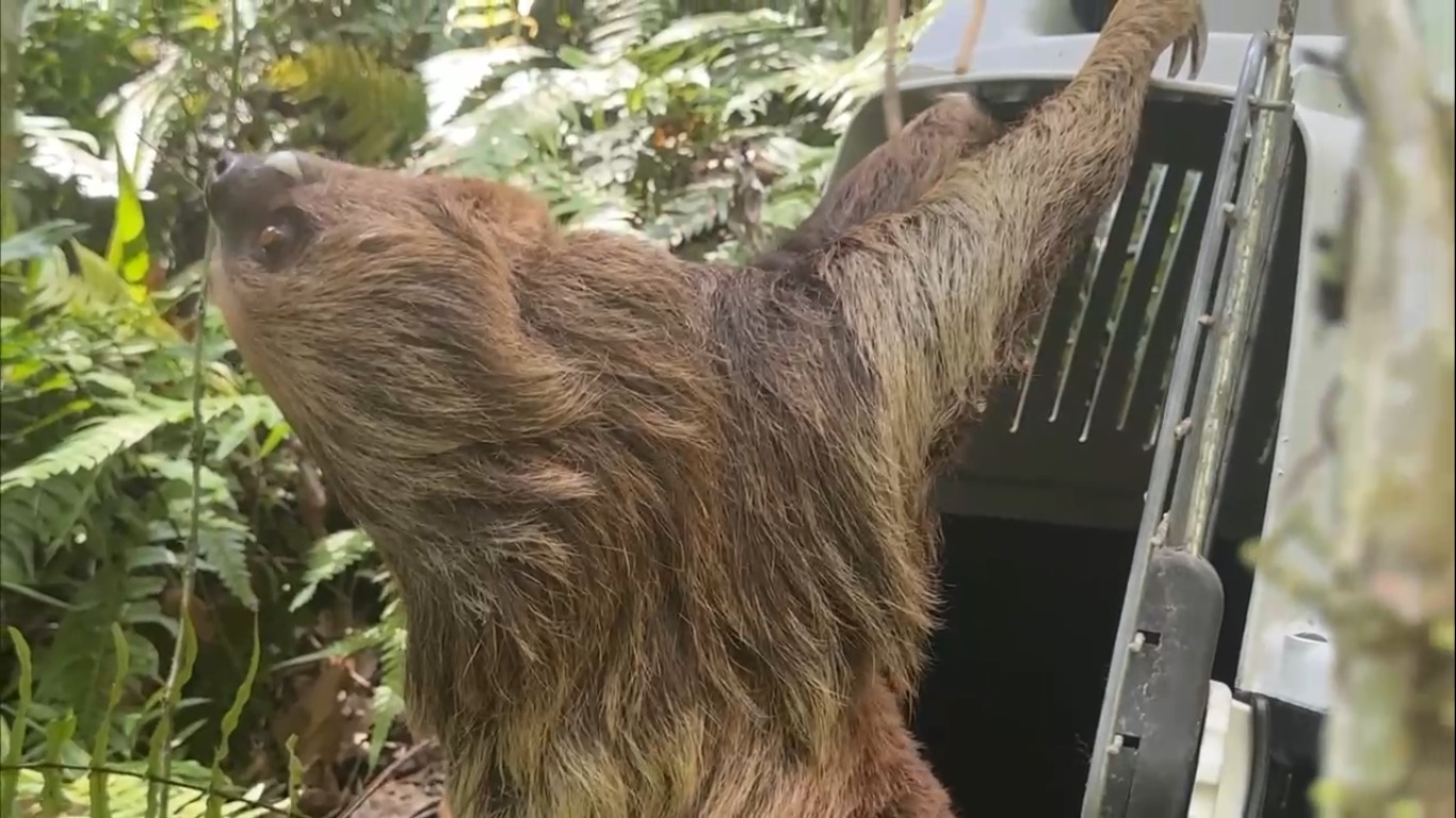 Rescatan y liberan a perezoso de dos dedos atacado por perros en Pacho