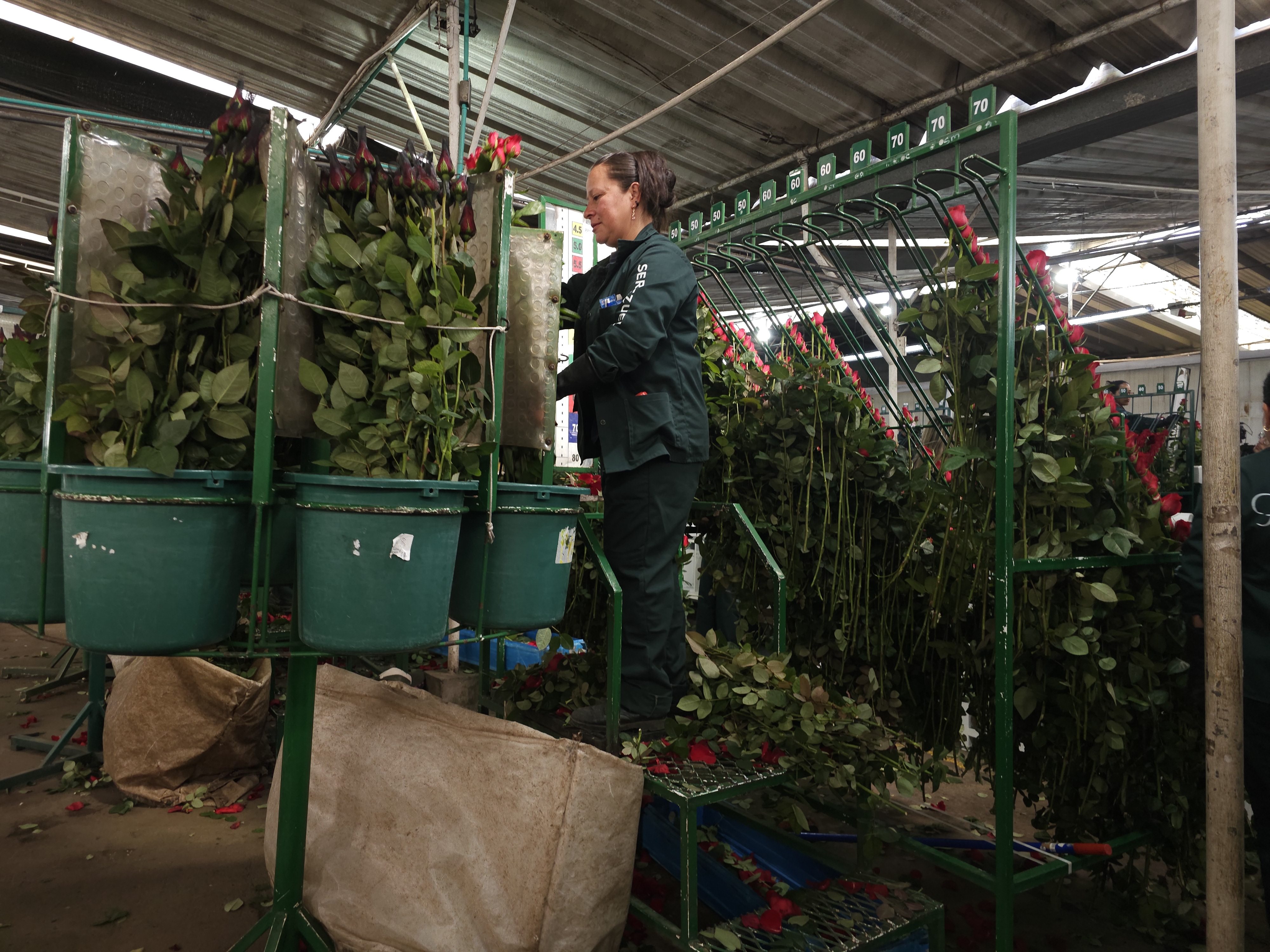 En el cultivo, la flor crece bajo supervisión constante. Equipos especializados saben exactamente en qué punto de apertura debe cortarse el botón, según el mercado al que viajará y las preferencias de color y tamaño.