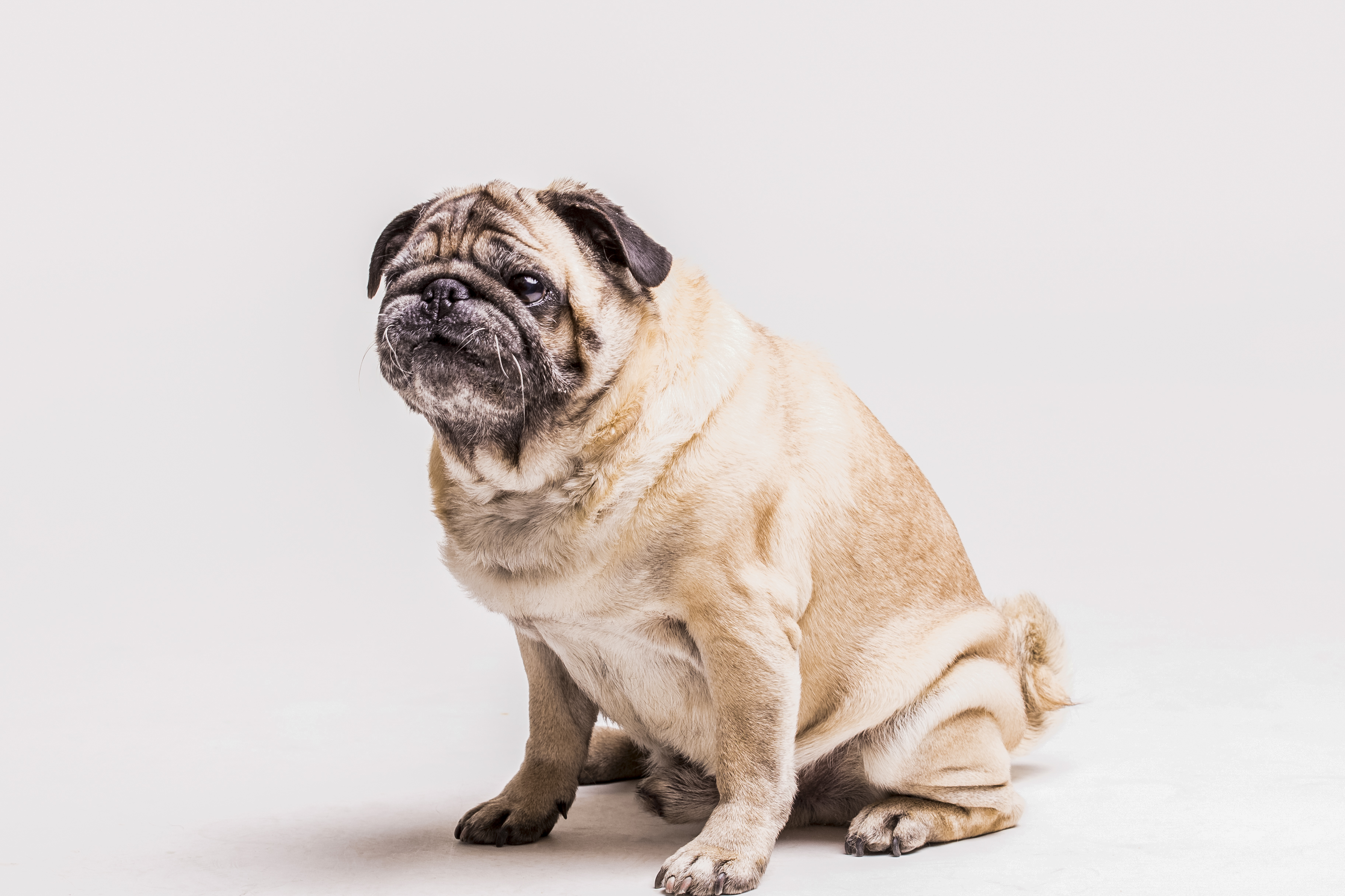 ¿Cómo calcular el peso ideal de mi perro?