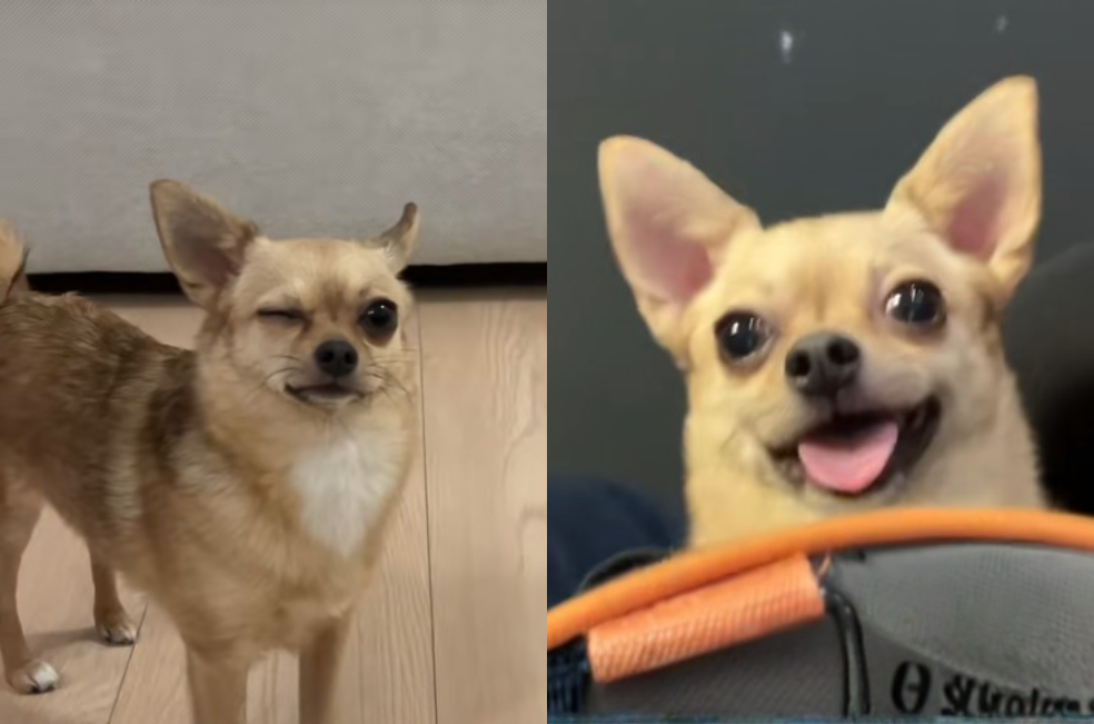 Preocupación por ojo cerrado de un chihuahua termina en risas en el veterinario