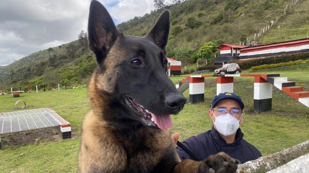 ¿Ha visto a Gasper? Bomberos de Bogotá buscan a perro rescatista