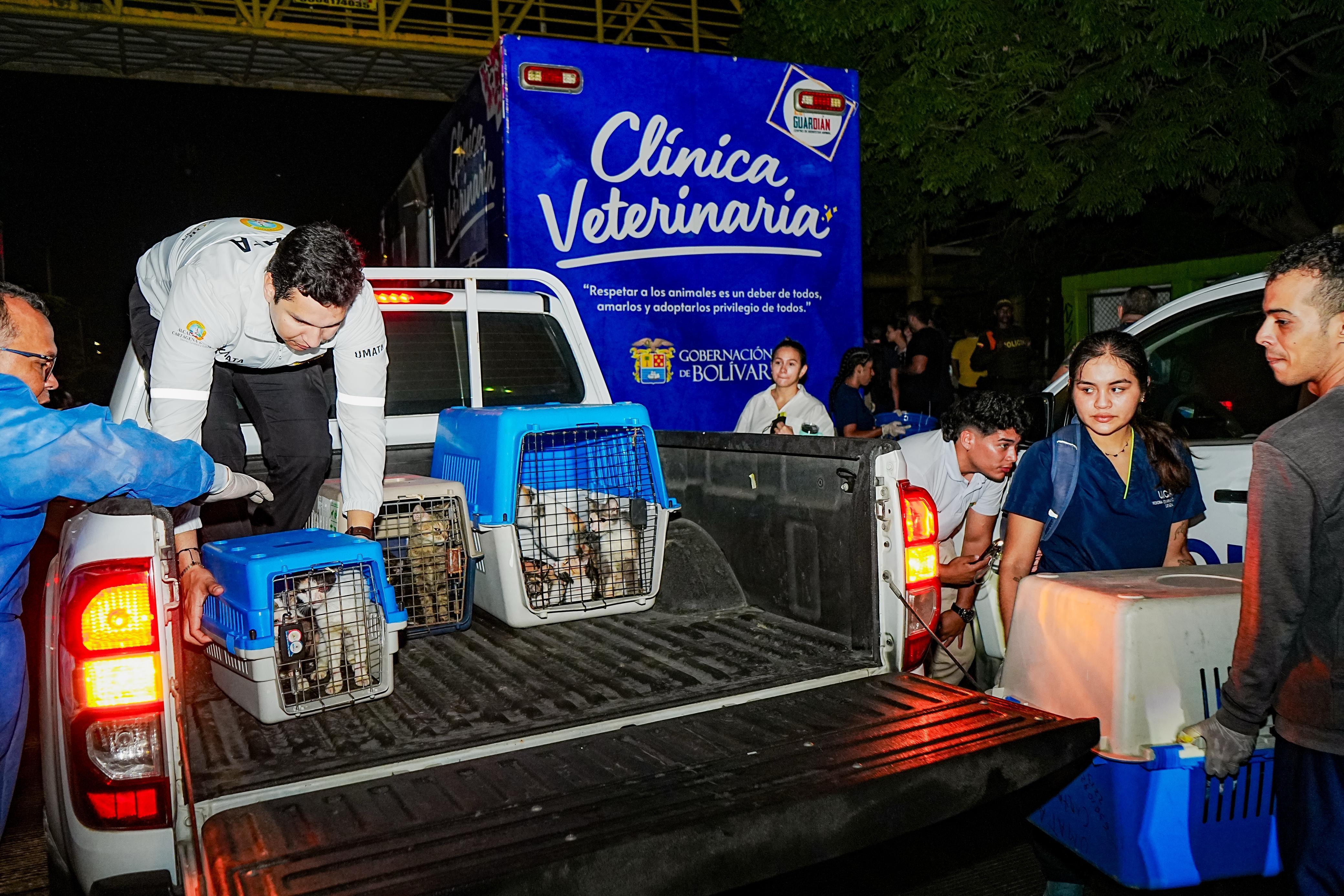 Trasladan a más de 200 gatos que vivían debajo de un puente en Cartagena