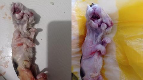 El hecho ocurrió en una casa en el barrio Los Robles tras el parto de la gata de la familia.