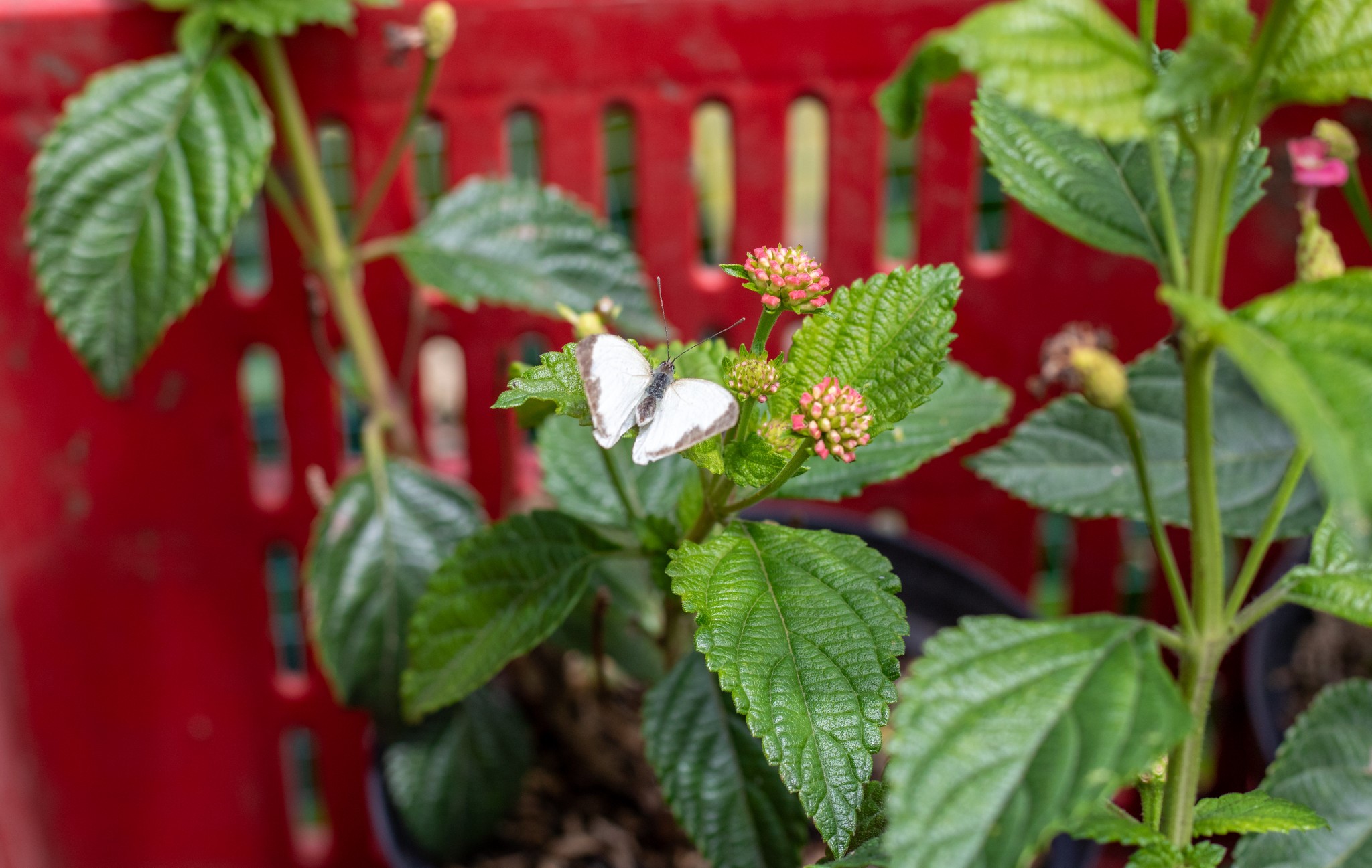 Conozca el jardín que rescata y envía mariposas y flores a toda Colombia