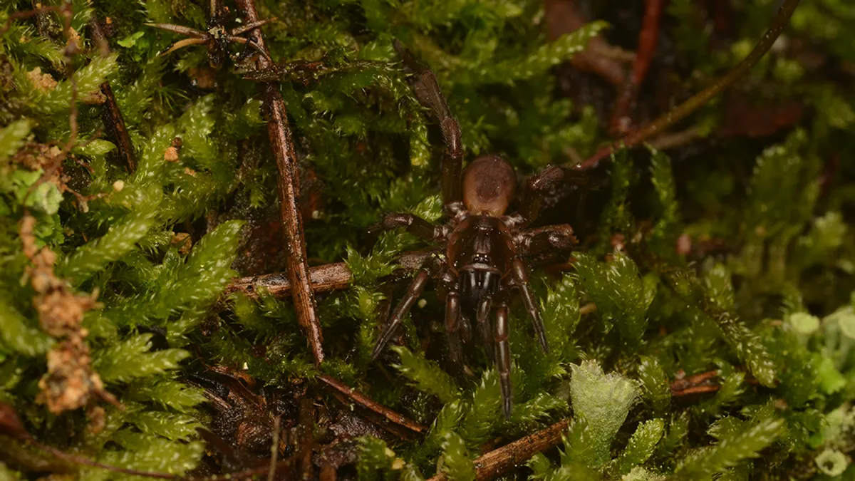 Una araña que llevaba desaparecida 92 años fue redescubierta en Portugal