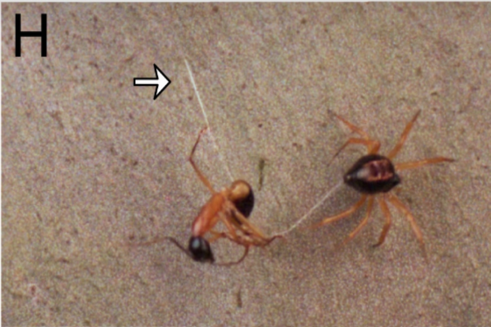 La acrobática maniobra de una araña para cazar a sus presas en menos de un segundo