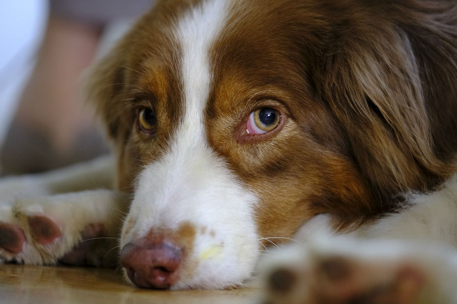 «Mi perro me disparó»: hombre herido con arma