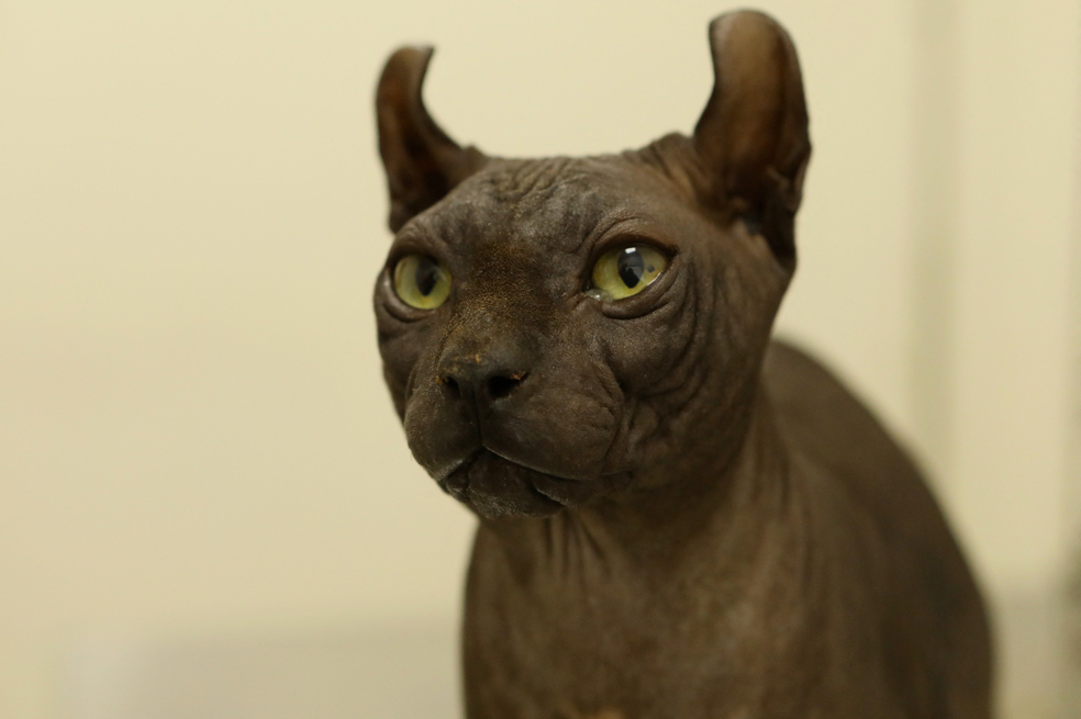 (FOTOS) Gato tatuado por narcotraficantes fue rescatado en México