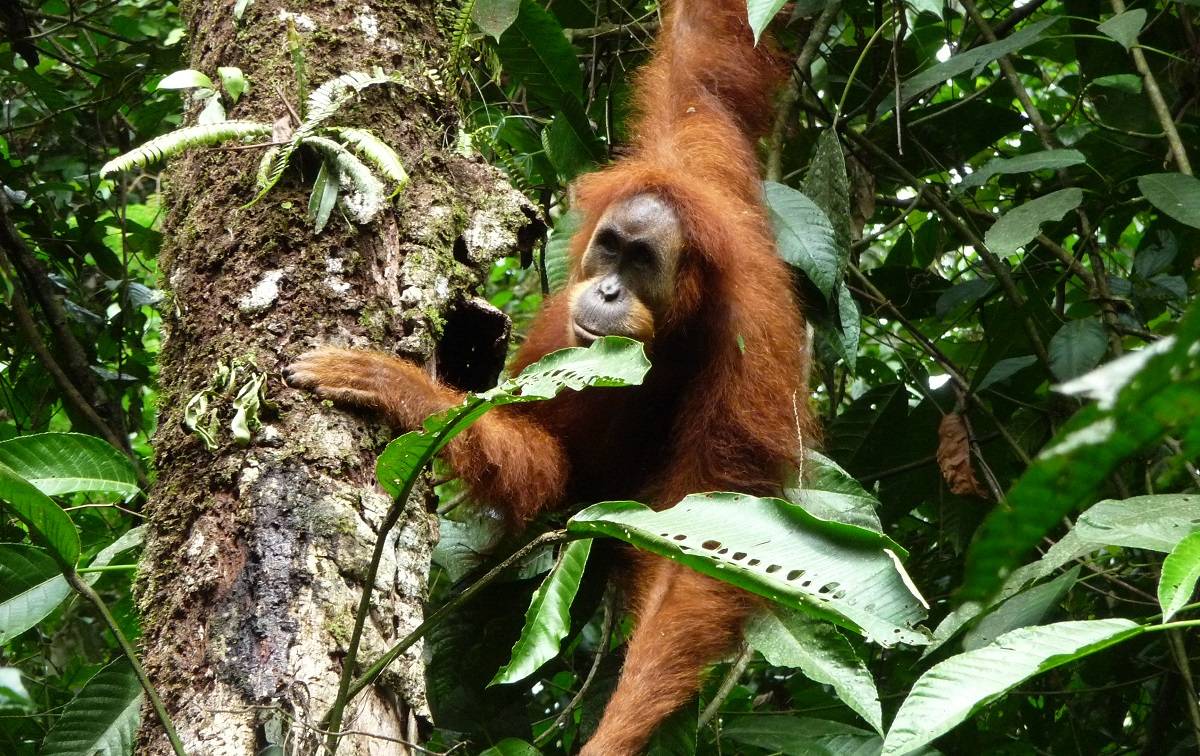 Un orangután hembra de Sumatra. / Madeleine E. Hardus