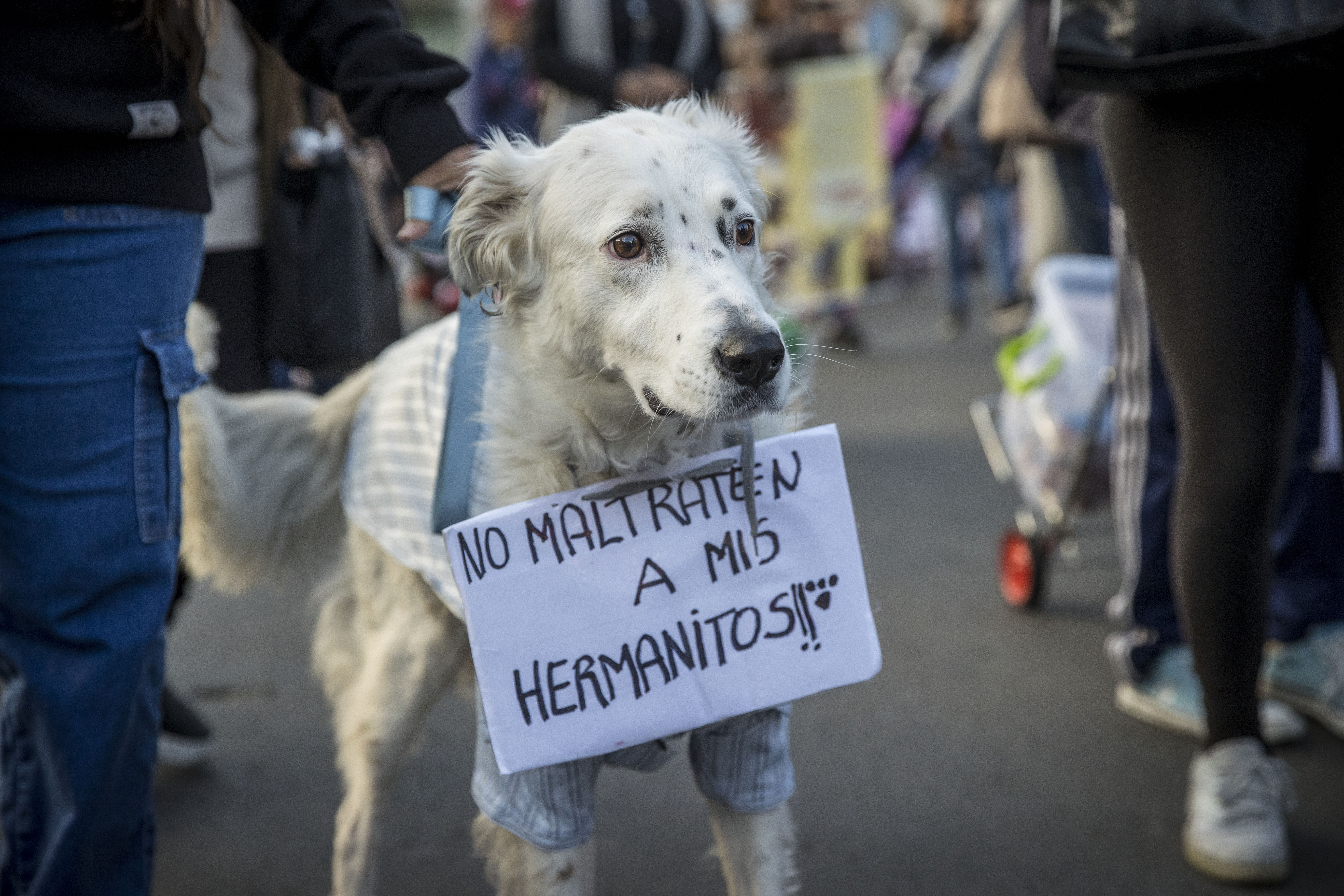 Denuncian que una doctora intentó envenenar a mascotas de una veterinaria