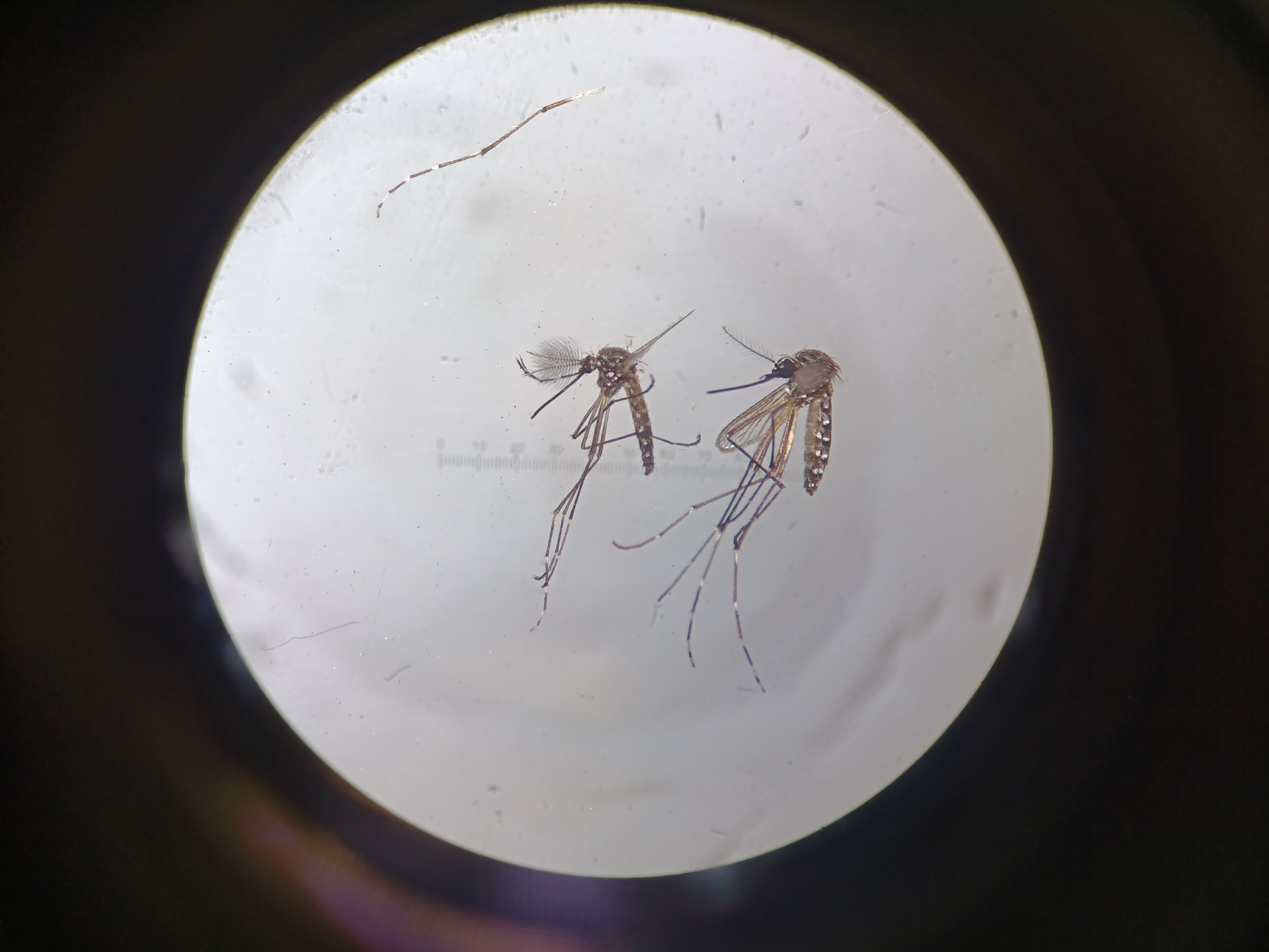 Lo que la trata de esclavos revela de los primeros contagios de fiebre amarilla
